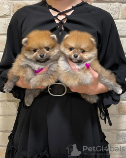 Photo №1. pomeranian - for sale in the city of Aix-en-Provence | negotiated | Announcement № 17345
