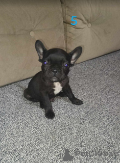 Additional photos: French bulldog puppies