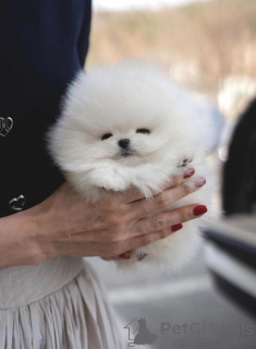 Photo №4. I will sell pomeranian in the city of Berlin. private announcement - price - 370$