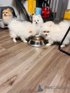 Photo №3. Two Pomeranian puppies male and female ready to go now. France