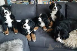 Photo №1. bernese mountain dog - for sale in the city of Paris | 877$ | Announcement № 166758