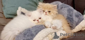 Photo №1. persian cat - for sale in the city of Indian Rocks Beach | 400$ | Announcement № 95829
