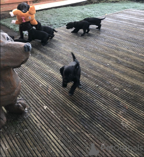 Photo №3. Cocker Spaniel puppies for sale. Germany