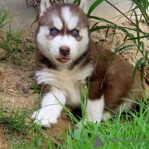 Photo №1. siberian husky - for sale in the city of Malolos | negotiated | Announcement № 52206