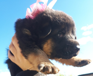 Additional photos: Selling purebred German Shepherd puppy, girl.