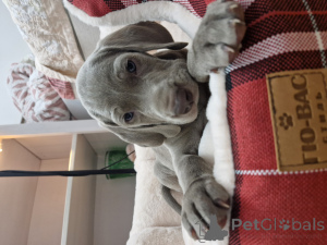 Photo №1. weimaraner - for sale in the city of Astana | 500$ | Announcement № 149585