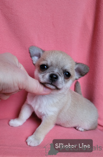 Photo №2 to announcement № 135400 for the sale of chihuahua - buy in Russian Federation private announcement