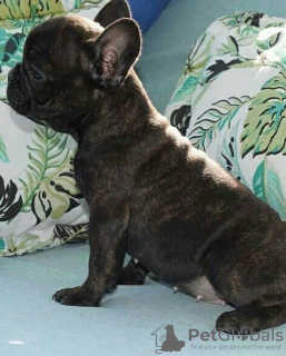 Photo №3. healthy French Bulldog puppies. Germany