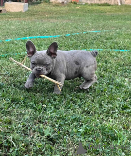 Photo №3. Exotic French Bulldogs. Serbia