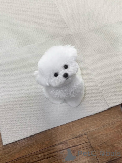 Photo №2 to announcement № 156664 for the sale of maltese dog - buy in Germany breeder