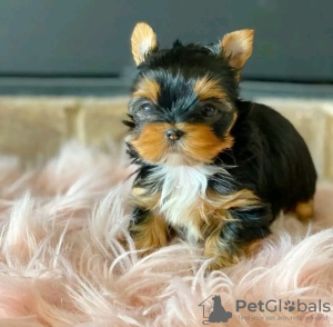 Photo №1. yorkshire terrier - for sale in the city of Helsinki | 423$ | Announcement № 114203