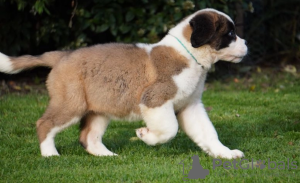 Photo №2 to announcement № 96320 for the sale of st. bernard - buy in Sweden private announcement