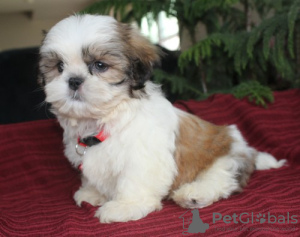 Photo №1. shih tzu - for sale in the city of Prague | negotiated | Announcement № 124622