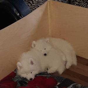Photo №2 to announcement № 4693 for the sale of samoyed dog - buy in Russian Federation from nursery
