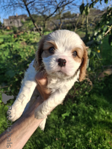 Photo №3. Perfect purebred Cavalier King Charles Spaniel puppies.. Estonia