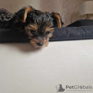 Photo №3. Yorkshire Terrier puppy. Poland