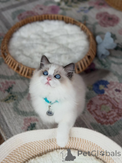 Photo №1. ragdoll - for sale in the city of Euraioki | negotiated | Announcement № 156487