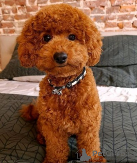 Photo №1. poodle (dwarf) - for sale in the city of Газиантеп | negotiated | Announcement № 11062