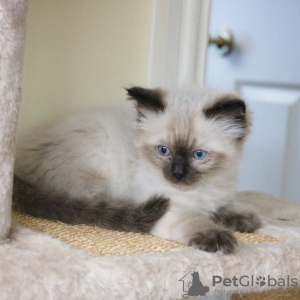 Photo №3. Top Breed Ragdoll Kittens available now. United States