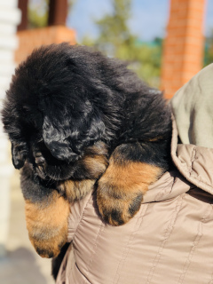 Photo №1. non-pedigree dogs, tibetan mastiff - for sale in the city of Mound | negotiated | Announcement № 6186