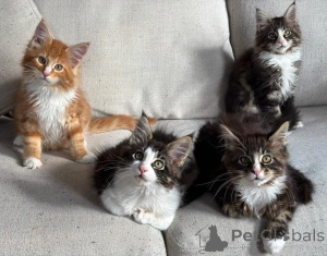 Photo №1. maine coon - for sale in the city of Palma | negotiated | Announcement № 176435