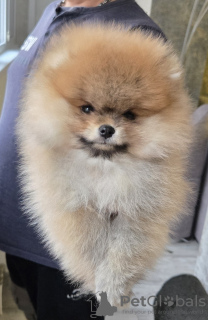 Photo №4. I will sell german spitz in the city of Krasnodar. private announcement - price - 1562$