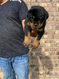 Photo №2 to announcement № 166584 for the sale of rottweiler - buy in Belgium private announcement, breeder
