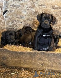 Photo №3. Cane Corso puppies for adoption. Australia