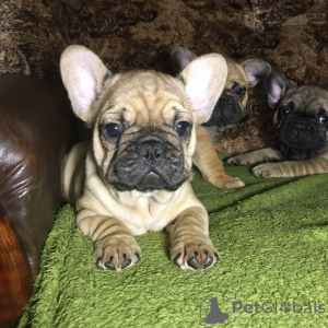 Photo №2 to announcement № 8531 for the sale of french bulldog - buy in Ukraine 