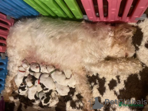 Photo №2 to announcement № 107217 for the sale of  - buy in United States 