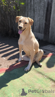 Photo №1. non-pedigree dogs - for sale in the city of Moscow river | Is free | Announcement № 148956