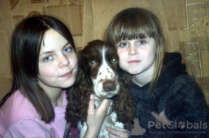 Photo №2 to announcement № 9540 for the sale of russian spaniel - buy in Russian Federation from the shelter