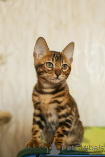 Photo №1. bengal cat - for sale in the city of Иваново | negotiated | Announcement № 23569