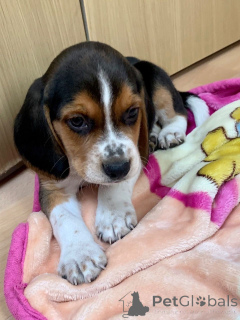 Photo №1. beagle - for sale in the city of ØSLØS | 877$ | Announcement № 167473
