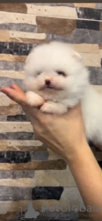 Photo №4. I will sell pomeranian in the city of Нови Сад.  - price - 376$