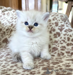 Photo №1. ragdoll - for sale in the city of Datteln | 361$ | Announcement № 177978