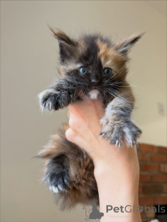 Photo №1. maine coon - for sale in the city of Laitila | negotiated | Announcement № 158145