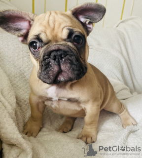 Photo №1. french bulldog - for sale in the city of Narva | negotiated | Announcement № 94219