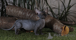 Photo №2 to announcement № 17094 for the sale of sphynx-katze - buy in Ukraine from nursery, breeder
