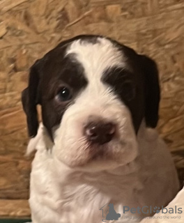 Additional photos: Lagotto Romagnolo puppies