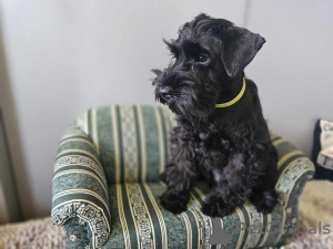 Photo №4. I will sell schnauzer in the city of Warsaw. breeder - price - 884$