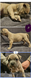Photo №1. american bully - for sale in the city of Løgstrup | Is free | Announcement № 80268