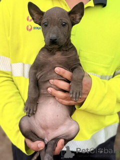 Photo №1. thai ridgeback - for sale in the city of Northern City | negotiated | Announcement № 169880