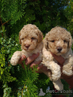 Photo №3. Poodle puppies. Serbia