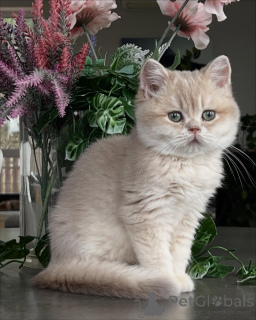 Photo №3. From Shimmering Coats to Gentle NatureChinchilla Kittens Have It All. Germany