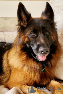 Photo №1. german shepherd - for sale in the city of Lake Forest | 4000$ | Announcement № 61345