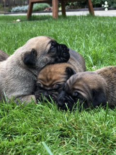 Photo №2 to announcement № 3256 for the sale of cane corso - buy in Ukraine from nursery