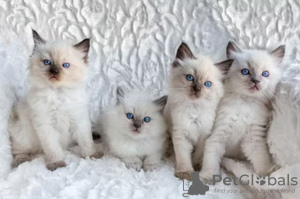 Photo №1. ragdoll - for sale in the city of Munich | negotiated | Announcement № 32033