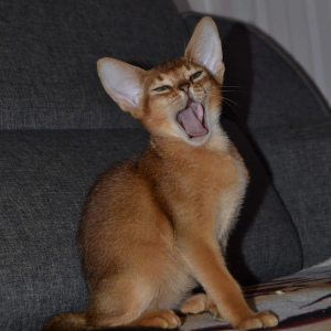 Photo №4. I will sell abyssinian cat in the city of Dnipro. breeder - price - 516$