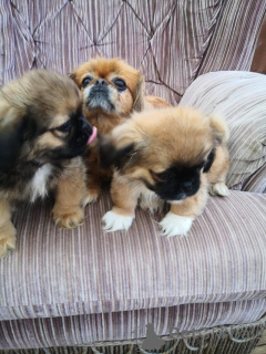 Photo №2 to announcement № 176495 for the sale of pekingese - buy in Philippines 